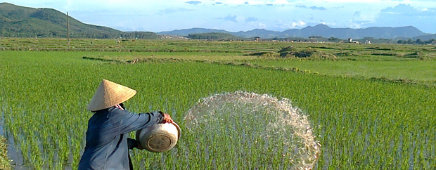 [Translate to English:] Farmer on rice field